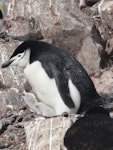 Chinstrap penguin. Adult brooding downy chick. Half Moon Island, South Shetland Islands, December 2008. Image © Alan Tennyson by Alan Tennyson.