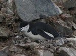 Chinstrap penguin. Adult incubating. Half Moon Island, South Shetland Islands, December 2007. Image © Colin Miskelly by Colin Miskelly.