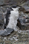 Chinstrap penguin. Moulting adult. Hannah Point, Livingston Island, Antarctic Peninsula, February 2015. Image © Tony Whitehead by Tony Whitehead.