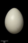 Chinstrap penguin. Egg 69.0 x 51.9 mm (NMNZ OR.011299, collected by Christopher Robertson). Sabrina Island, Balleny Islands, February 1965. Image © Te Papa by Jean-Claude Stahl.