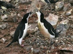 Chinstrap penguin. Adults displaying at nest with eggs. Half Moon Island, South Shetland Islands, December 2007. Image © Colin Miskelly by Colin Miskelly.