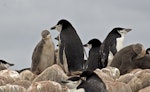 Chinstrap penguin. Adults with chicks. Hardy Cove, South Shetland Islands, January 2016. Image © Rebecca Bowater by Rebecca Bowater FPSNZ AFIAP.