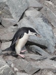 Chinstrap penguin. Adult carrying rock to nest. Half Moon Island, South Shetland Islands, December 2008. Image © Alan Tennyson by Alan Tennyson.