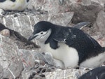 Chinstrap penguin. Adult brooding downy chick. Half Moon Island, South Shetland Islands, December 2008. Image © Alan Tennyson by Alan Tennyson.