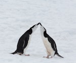 Chinstrap penguin. Pair greeting. Half Moon Island, South Shetland Islands, November 2014. Image © Sonja Ross by Sonja Ross.