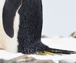 Chinstrap penguin. Detail of the tail. Robert Island, Antarctica, December 2015. Image © Cyril Vathelet by Cyril Vathelet.