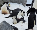 Chinstrap penguin. Fake copulation. Robert Island, Antarctica, December 2015. Image © Cyril Vathelet by Cyril Vathelet.