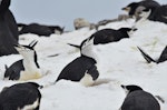 Chinstrap penguin. Nesting in the snow, keeping an eye on a skua that was flying above. Robert Island, Antarctica, December 2015. Image © Cyril Vathelet by Cyril Vathelet.