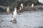 Chinstrap penguin. Adult calling. Hannah Point, Livingston Island, South Shetland Islands, January 2015. Image © Edin Whitehead by Edin Whitehead.