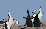 Chinstrap penguin. Adults displaying. Half Moon Island, South Shetland Islands, December 2008. Image © Alan Tennyson by Alan Tennyson.