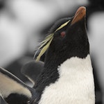 Western rockhopper penguin. Adult stretching. Bleaker Island, Falkland Islands, November 2018. Image © Glenda Rees by Glenda Rees.