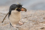 Western rockhopper penguin. Adult walking. Bleaker Island, Falkland Islands, November 2018. Image © Glenda Rees by Glenda Rees.