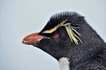 Western rockhopper penguin. Adult. New Island, Falkland Islands, December 2015. Image © Cyril Vathelet by Cyril Vathelet.