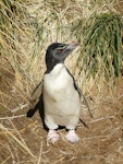 Western rockhopper penguin. Adult. West Point, Falkland Islands, December 2008. Image © Alan Tennyson by Alan Tennyson.