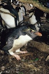 Western rockhopper penguin. Adult with Snares crested penguins. Hoho Bay, Snares Islands, November 1986. Image © Alan Tennyson by Alan Tennyson.