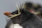 Western rockhopper penguin. Adult face and crest detail. Sea Lion Island, Falkland Islands, November 2018. Image © Glenda Rees by Glenda Rees.