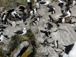 Western rockhopper penguin. Colony mixed with black-browed mollymawks. Falkland Islands, December 2008. Image © Alan Tennyson by Alan Tennyson.