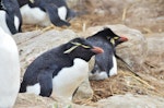 Western rockhopper penguin. Adults incubating. New Island, Falkland Islands, December 2015. Image © Cyril Vathelet by Cyril Vathelet.