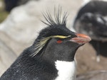 Western rockhopper penguin. Adult. West Point, Falkland Islands, December 2008. Image © Alan Tennyson by Alan Tennyson.