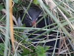 Western rockhopper penguin. Freshly moulted immature. Victory Beach, Otago Peninsula, February 2019. Image © Trudi Webster by Trudi Webster.