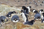 Western rockhopper penguin. Adults at breeding colony. New Island, Falkland Islands, December 2015. Image © Cyril Vathelet by Cyril Vathelet.