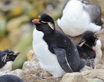 Western rockhopper penguin. Adult with egg. New Island, Falkland Islands, December 2015. Image © Cyril Vathelet by Cyril Vathelet.