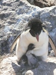 Western rockhopper penguin. Adult with chicks. West Point, Falkland Islands, December 2008. Image © Alan Tennyson by Alan Tennyson.