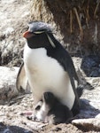 Western rockhopper penguin. Adult with chicks. West Point, Falkland Islands, December 2008. Image © Alan Tennyson by Alan Tennyson.