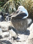 Western rockhopper penguin. Adult with chicks and nesting black-browed mollymawk. West Point, Falkland Islands, December 2008. Image © Alan Tennyson by Alan Tennyson.