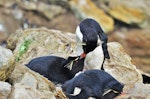 Western rockhopper penguin. Pair allopreening. New Island, Falkland Islands, December 2015. Image © Cyril Vathelet by Cyril Vathelet.