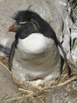 Western rockhopper penguin. Adult incubating. West Point, Falkland Islands, December 2008. Image © Alan Tennyson by Alan Tennyson.