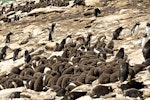 Western rockhopper penguin. Large creche with adults around the edge. Saunders Island, Falkland Islands, January 2016. Image © Rebecca Bowater by Rebecca Bowater FPSNZ AFIAP.