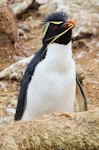 Western rockhopper penguin. Adult bringing a tussock straw to its nest. New Island, Falkland Islands, December 2015. Image © Cyril Vathelet by Cyril Vathelet.