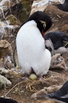 Western rockhopper penguin. Adult with egg. New Island, Falkland Islands, December 2015. Image © Cyril Vathelet by Cyril Vathelet.