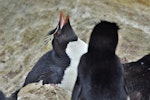 Western rockhopper penguin. Adults displaying. New Island, Falkland Islands, December 2015. Image © Cyril Vathelet by Cyril Vathelet.