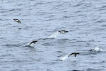 Western rockhopper penguin. Adults porpoising. New Island, Falkland Islands, December 2015. Image © Cyril Vathelet by Cyril Vathelet.