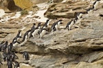 Western rockhopper penguin. Adults hopping up cliff face from the sea to colony. Saunders Island, Falkland Islands, January 2016. Image © Rebecca Bowater by Rebecca Bowater FPSNZ AFIAP.