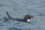 Eastern rockhopper penguin | Tawaki piki toka. Adult swimming. Lusitania Bay, Macquarie Island, January 2014. Image © Ian Wilson 2014 birdlifephotography.org.au by Ian Wilson.