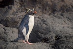 Eastern rockhopper penguin | Tawaki piki toka. Adult. Auckland Island, January 2016. Image © Tony Whitehead by Tony Whitehead.