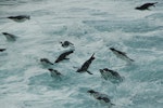 Eastern rockhopper penguin | Tawaki piki toka. Adult flock porpoising at sea. Campbell Island, January 2012. Image © Kyle Morrison by Kyle Morrison.