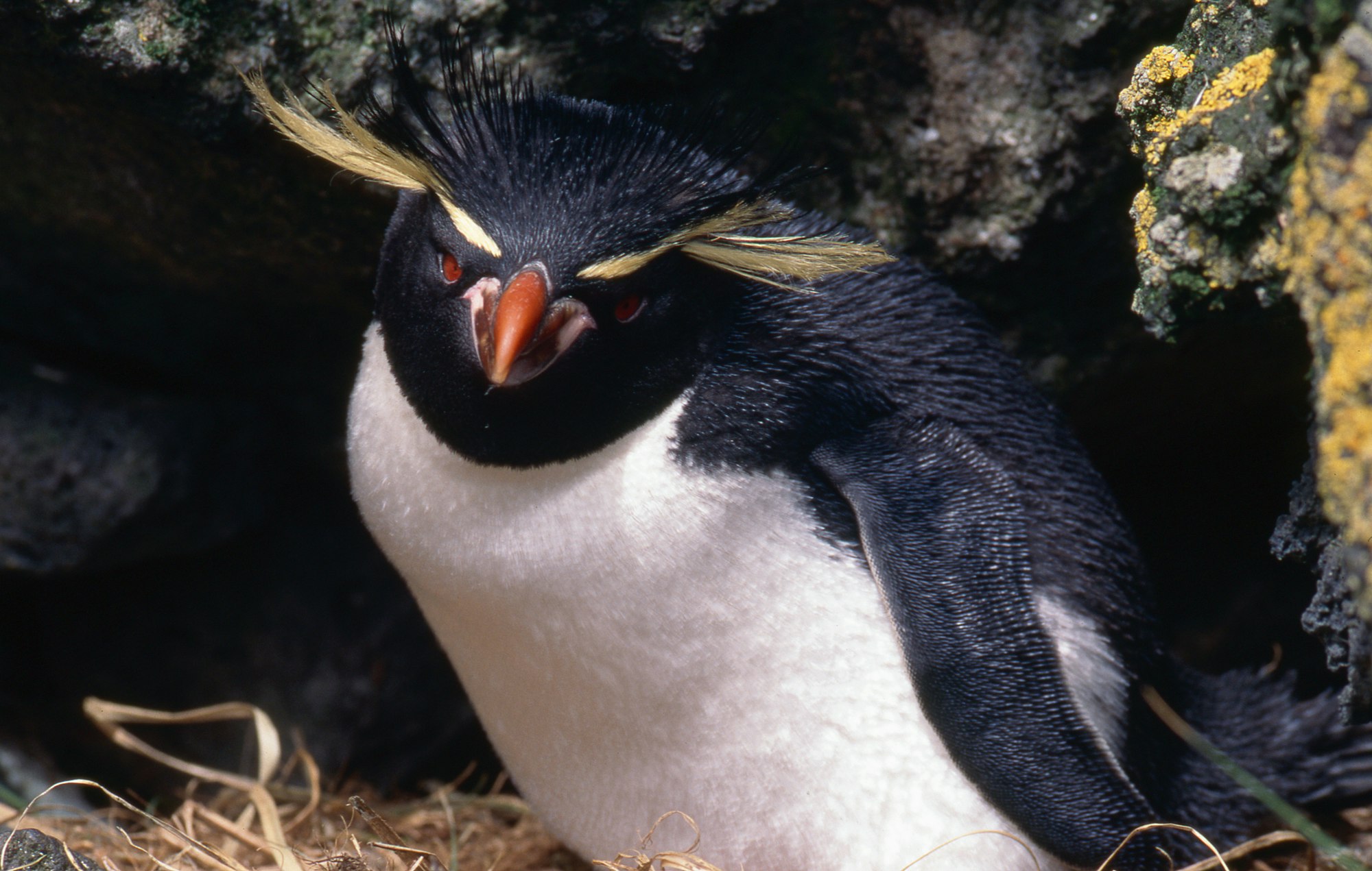Eastern Rockhopper Penguin Tawaki Piki Toka New Zealand Birds Online Eastern Rockhopper Penguin Tawaki Piki Toka New Zealand Birds Online