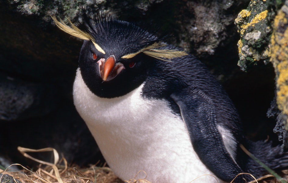 Eastern rockhopper penguin | Tawaki piki toka. Breeding adult showing crest tassles. Antipodes Island, October 1995. Image © Terry Greene by Terry Greene.