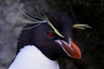 Eastern rockhopper penguin | Tawaki piki toka. Close view of adult showing crest tassles. Antipodes Island, March 2009. Image © Mark Fraser by Mark Fraser.