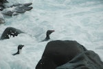 Eastern rockhopper penguin | Tawaki piki toka. Adults swimming in surf. Campbell Island, November 2011. Image © Kyle Morrison by Kyle Morrison.