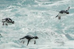 Eastern rockhopper penguin | Tawaki piki toka. Porpoising adults in the air. Campbell Island, January 2012. Image © Kyle Morrison by Kyle Morrison.