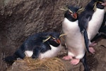 Eastern rockhopper penguin | Tawaki piki toka. Breeding pair incubating egg. Antipodes Island, October 1995. Image © Terry Greene by Terry Greene.