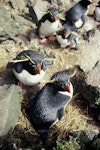 Eastern rockhopper penguin | Tawaki piki toka. Incubating pair. Anchorage Bay, Antipodes Island, November 1995. Image © Alan Tennyson by Alan Tennyson.