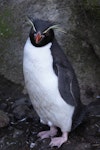 Eastern rockhopper penguin | Tawaki piki toka. Adult standing showing front view of head. Antipodes Island, March 2009. Image © Mark Fraser by Mark Fraser.