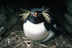 Eastern rockhopper penguin | Tawaki piki toka. Front view of adult on nest. Antipodes Islands, November 1978. Image © Department of Conservation ( image ref: 10035673 ) by John Kendrick Department of Conservation.