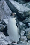 Eastern rockhopper penguin | Tawaki piki toka. Front profile view of juvenile. Mount Dumas, Campbell Island, September 1962. Image © Department of Conservation ( image ref: 10044282 ) by Alan Wright Department of Conservation.